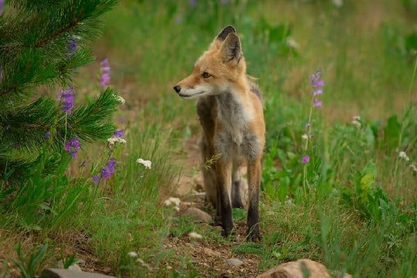 Lawn Care: Pest Control