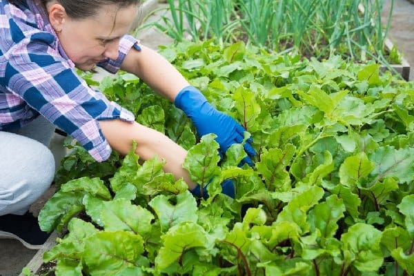 Lawn Care: Pest Control